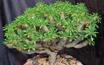 Euphorbia guillauminiana Euphorbia guillauminiana