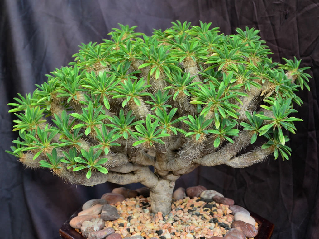 Euphorbia guillauminiana - World of Succulents