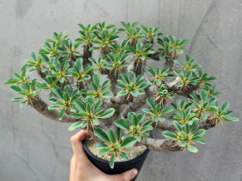 Euphorbia guillauminiana