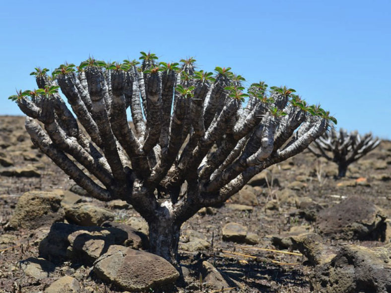 Euphorbia guillauminiana