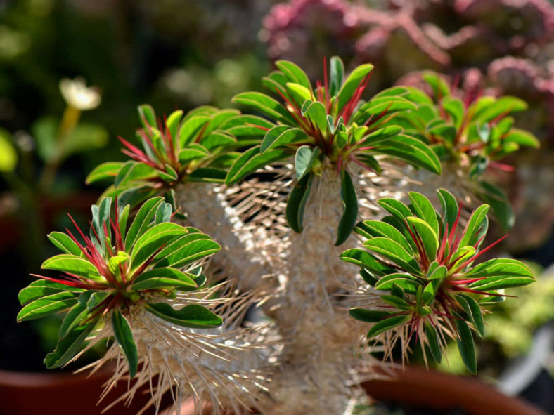 Euphorbia guillauminiana