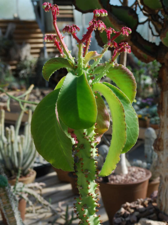 Euphorbia neoarborescens