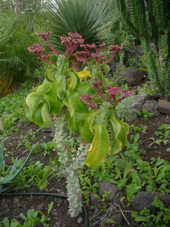 Euphorbia neoarborescens