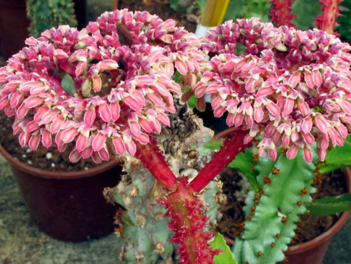 Euphorbia neoarborescens