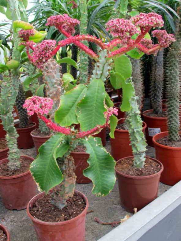 Euphorbia neoarborescens