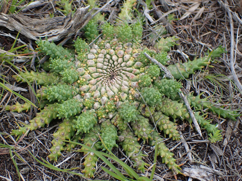 Euphorbia procumbens (Snake Milkball)