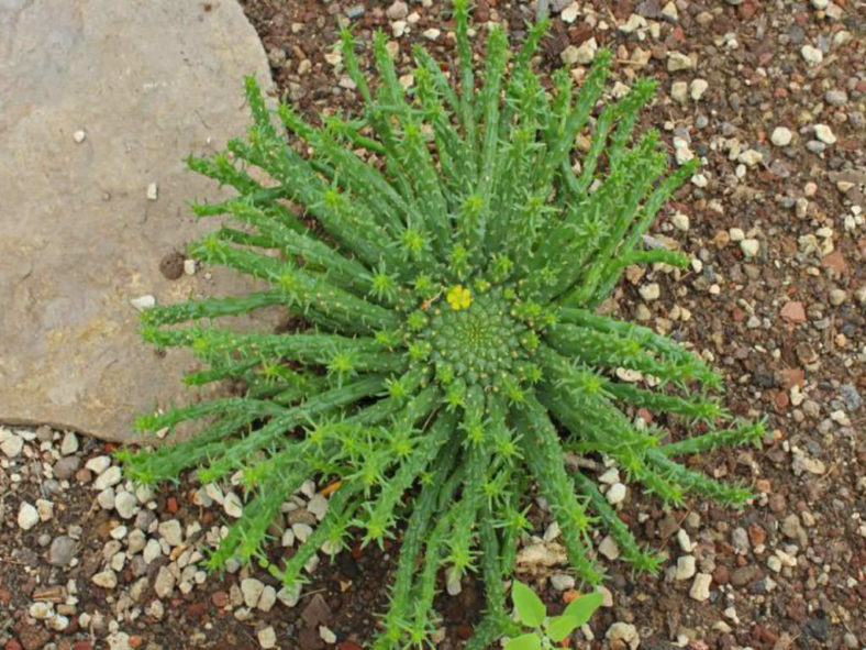 Euphorbia procumbens