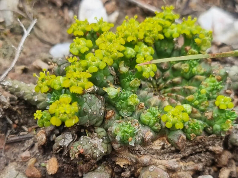 Euphorbia procumbens (Snake Milkball)