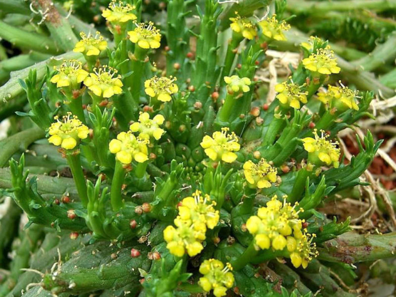 Euphorbia procumbens