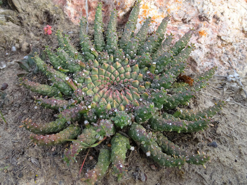 Euphorbia procumbens (Snake Milkball)