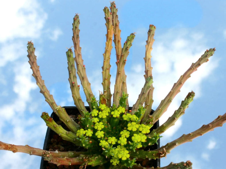 Euphorbia procumbens