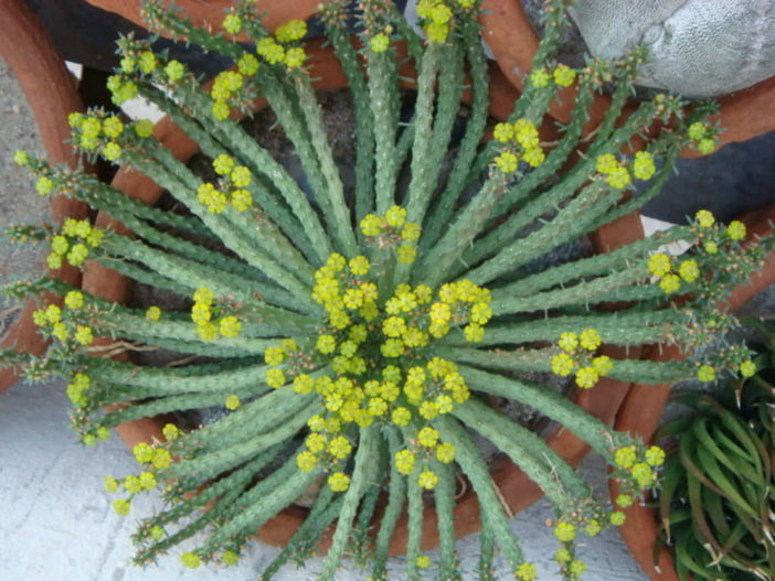 Euphorbia procumbens