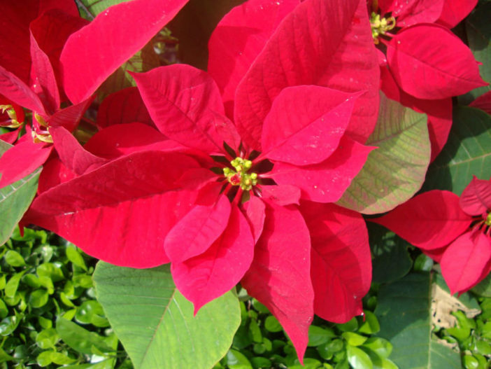 Euphorbia pulcherrima (Poinsettia)