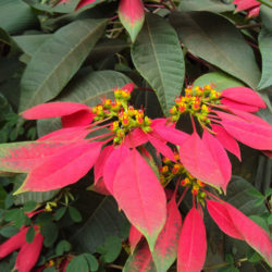 Euphorbia pulcherrima (Poinsettia)