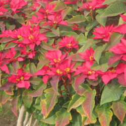 Euphorbia pulcherrima (Poinsettia)