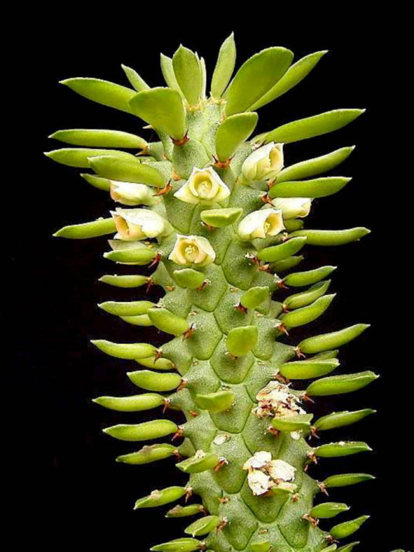 Euphorbia schubei aka Monadenium schubei
