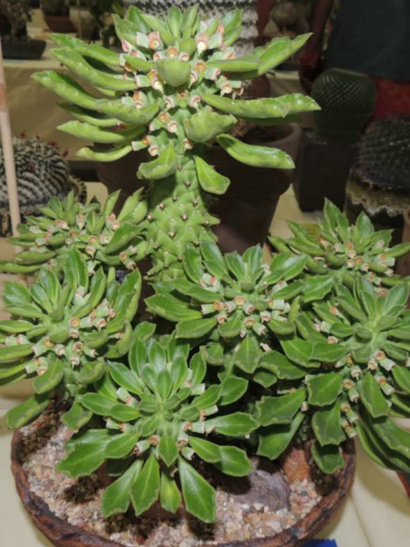 Euphorbia schubei aka Monadenium schubei