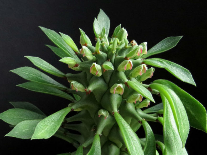 Euphorbia schubei aka Monadenium schubei