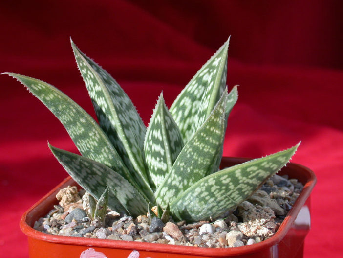 Gonialoe sladeniana (Aloe sladeniana)