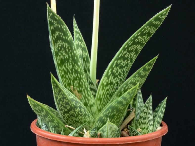 Gonialoe sladeniana (Aloe sladeniana)
