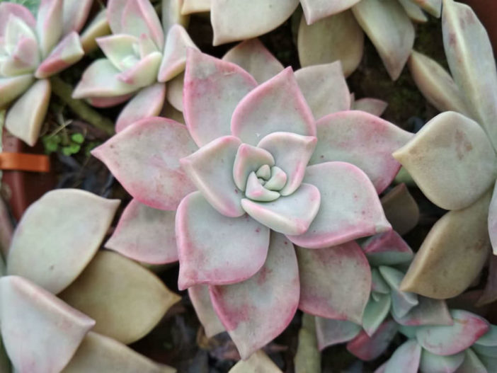 Graptopetalum 'Purple Haze'