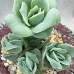 ×Graptoveria 'Lovely Rose'