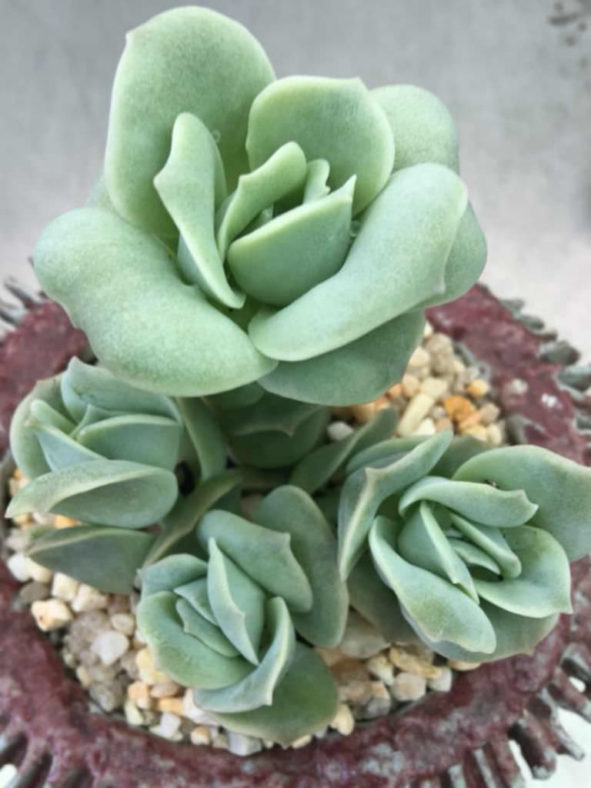 ×Graptoveria 'Lovely Rose'