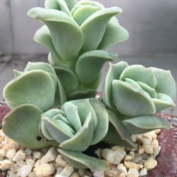 ×Graptoveria 'Lovely Rose'