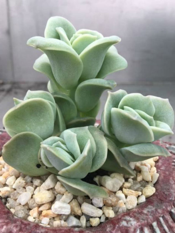 ×Graptoveria 'Lovely Rose'