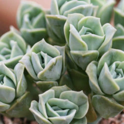 ×Graptoveria 'Lovely Rose'