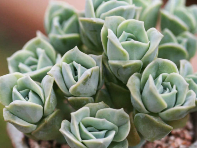 ×Graptoveria 'Lovely Rose'