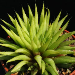 Haworthia chloracantha
