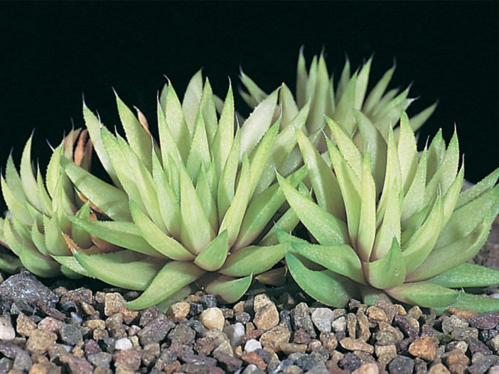 Haworthia chloracantha