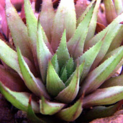 Haworthia chloracantha