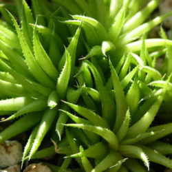 Haworthia chloracantha