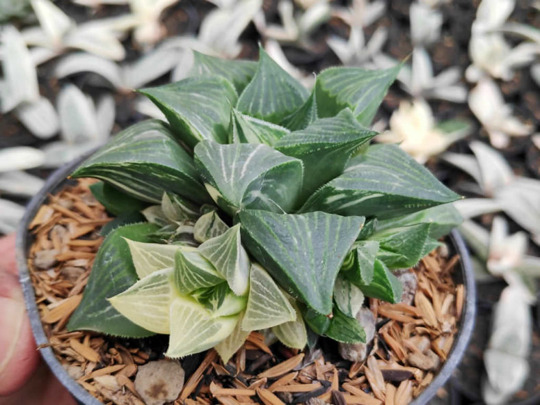 Haworthia magnifica 'Variegata'