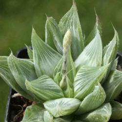 Haworthia magnifica var. acuminata 'Grey Ghost'
