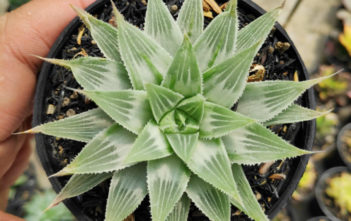 Haworthia magnifica var. acuminata 'Grey Ghost' Haworthia magnifica var. acuminata 'Grey Ghost'