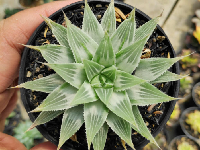 Haworthia magnifica var. acuminata 'Grey Ghost'