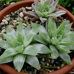 Haworthia magnifica var. acuminata 'Grey Ghost'
