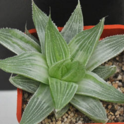 Haworthia magnifica var. acuminata 'Grey Ghost'