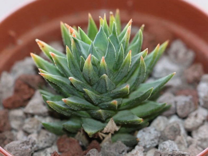 Haworthiopsis glauca var. herrei aka Haworthia glauca var. herrei or Haworthia herrei