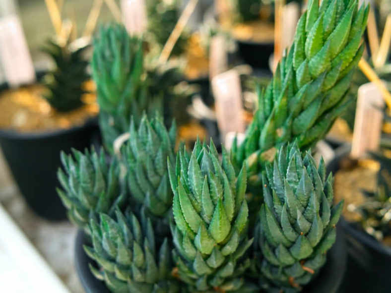 Haworthiopsis glauca var. herrei aka Haworthia glauca var. herrei or Haworthia herrei