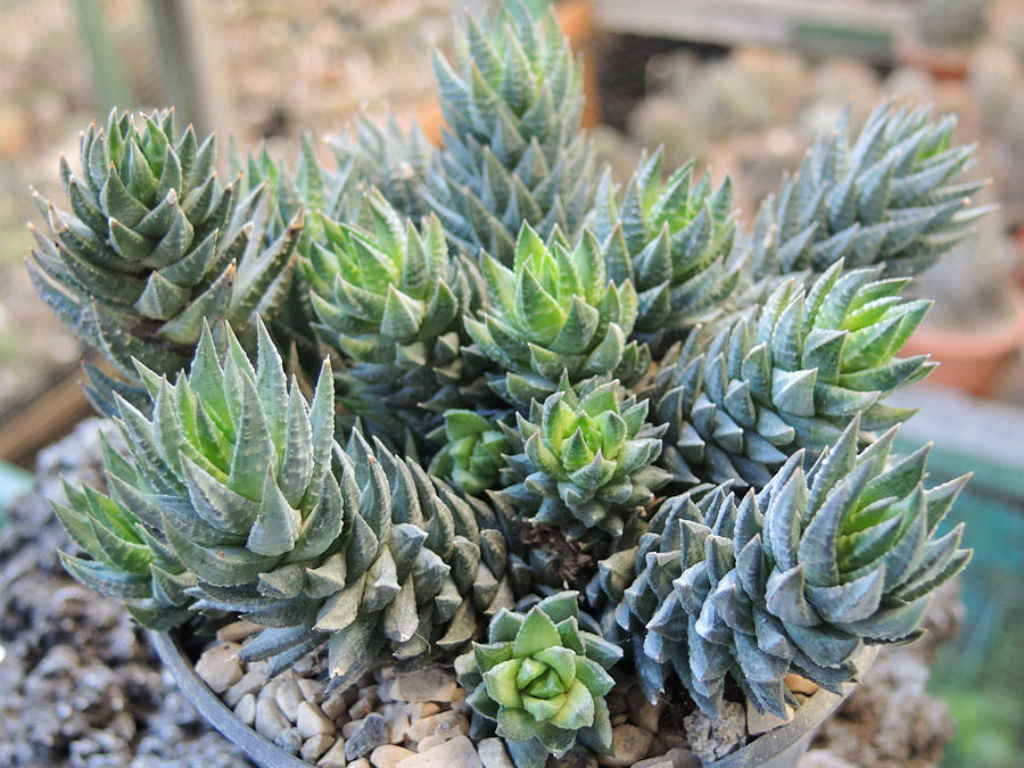 Haworthiopsis glauca var. herrei aka Haworthia glauca var. herrei or Haworthia herrei