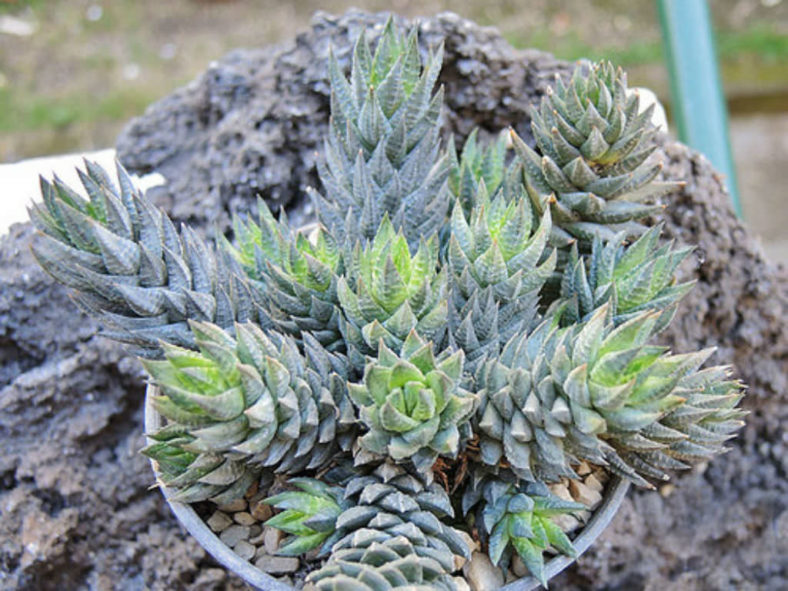 Haworthiopsis glauca var. herrei aka Haworthia glauca var. herrei or Haworthia herrei