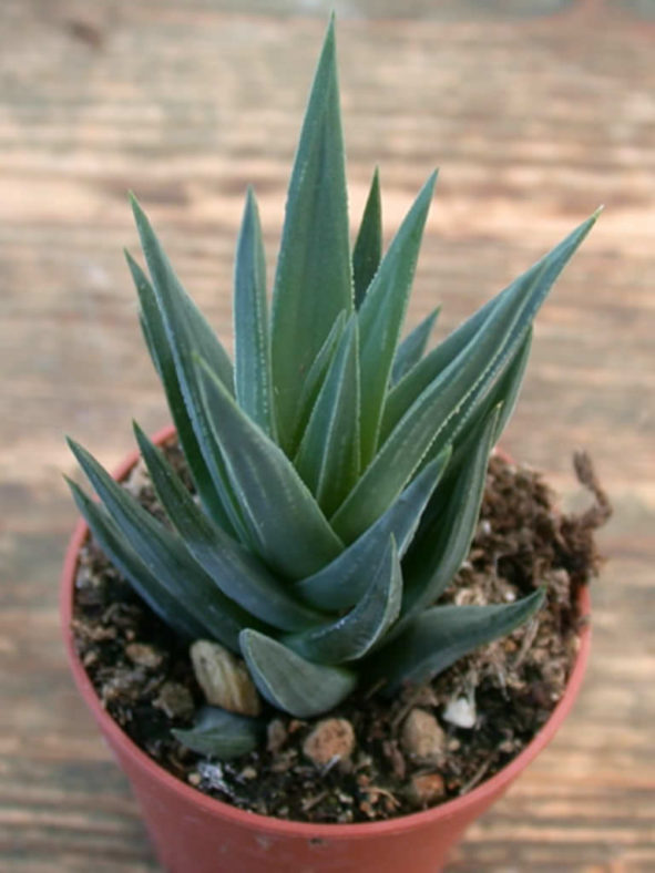 Haworthiopsis glauca aka Haworthia glauca