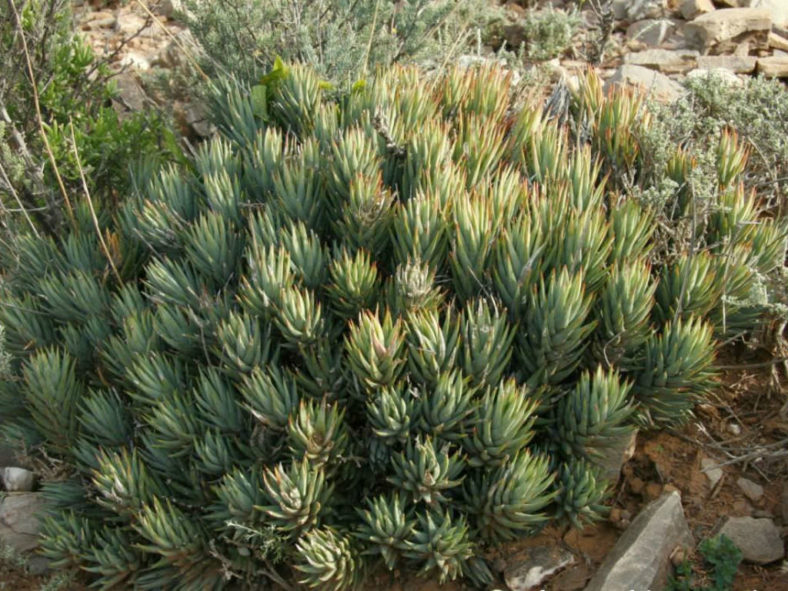 Haworthiopsis glauca aka Haworthia glauca