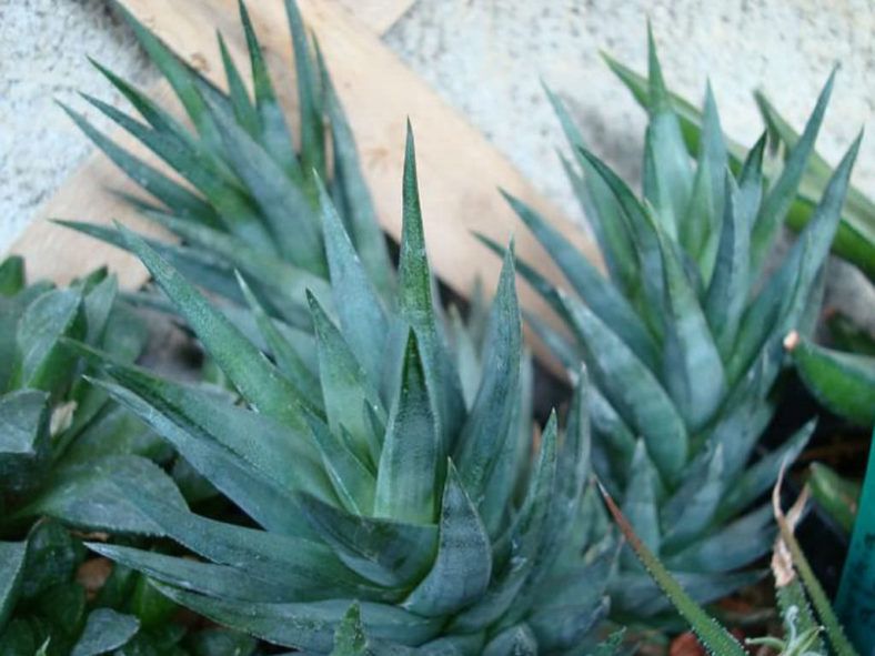 Haworthiopsis glauca aka Haworthia glauca