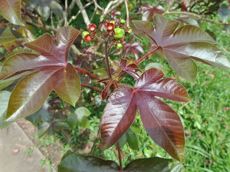 Jatropha gossypiifolia (Bellyache Bush)