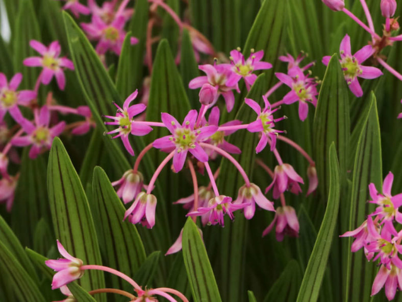 Ledebouria cooperi (Cooper's False Scilla)